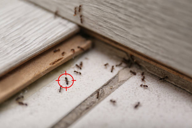 Best Cockroach Control Services  in Richnd Heights, MO