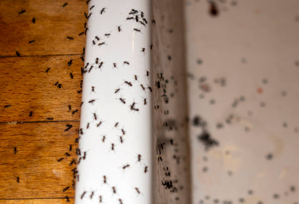 Best Pest Removal Services  in Richnd Heights, MO